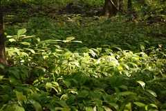 Stachyphrynium spicatum